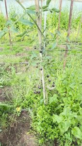 Producción local y trabajo en territorio: el CAP visita la chacra Don Pino