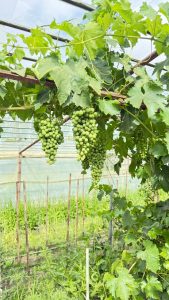 Producción local y trabajo en territorio: el CAP visita la chacra Don Pino