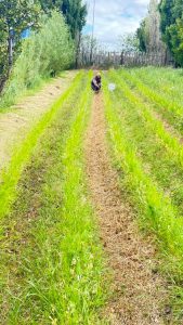 Producción local y trabajo en territorio: el CAP visita la chacra Don Pino