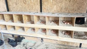 Producción local y trabajo en territorio: el CAP visita la chacra Don Pino