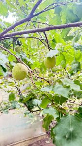 Producción local y trabajo en territorio: el CAP visita la chacra Don Pino