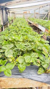 Producción local y trabajo en territorio: el CAP visita la chacra Don Pino