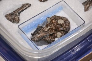 Se realizó la devolución de importantes piezas paleontologías del Patrimonio de Santa Cruz