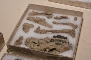 Se realizó la devolución de importantes piezas paleontologías del Patrimonio de Santa Cruz