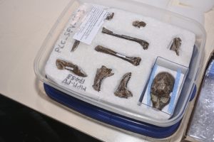 Se realizó la devolución de importantes piezas paleontologías del Patrimonio de Santa Cruz