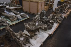 Se realizó la devolución de importantes piezas paleontologías del Patrimonio de Santa Cruz