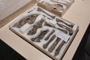 Se realizó la devolución de importantes piezas paleontologías del Patrimonio de Santa Cruz