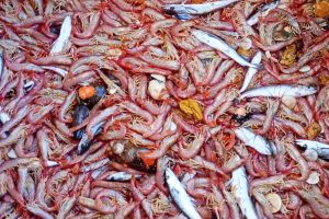 Santa Cruz, protagonista de un hito para el langostino argentino