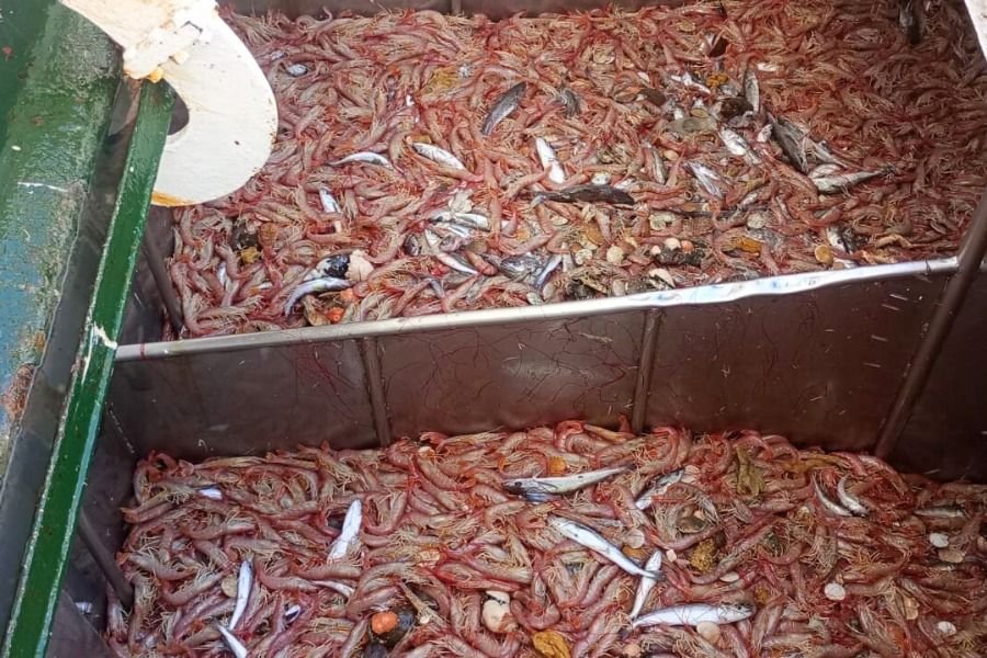 Santa Cruz, protagonista de un hito para el langostino argentino