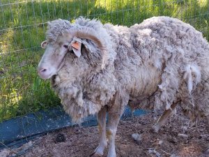 Prevención sanitaria: el CAP coordinó acciones con todas sus delegaciones