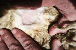 Prevención sanitaria: el CAP coordinó acciones con todas sus delegaciones