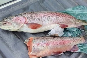 El Chaltén: Pesca Continental refuerza controles junto a Gendarmería Nacional