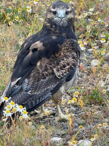 El Consejo Agrario realizó el rescate de un águila en Río Turbio 