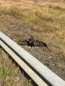 El Consejo Agrario realizó el rescate de un águila en Río Turbio 