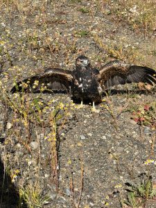 El Consejo Agrario realizó el rescate de un águila en Río Turbio 