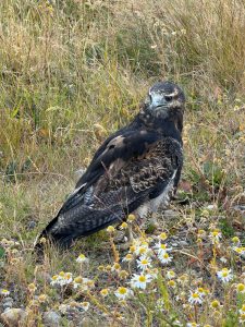 El Consejo Agrario realizó el rescate de un águila en Río Turbio 