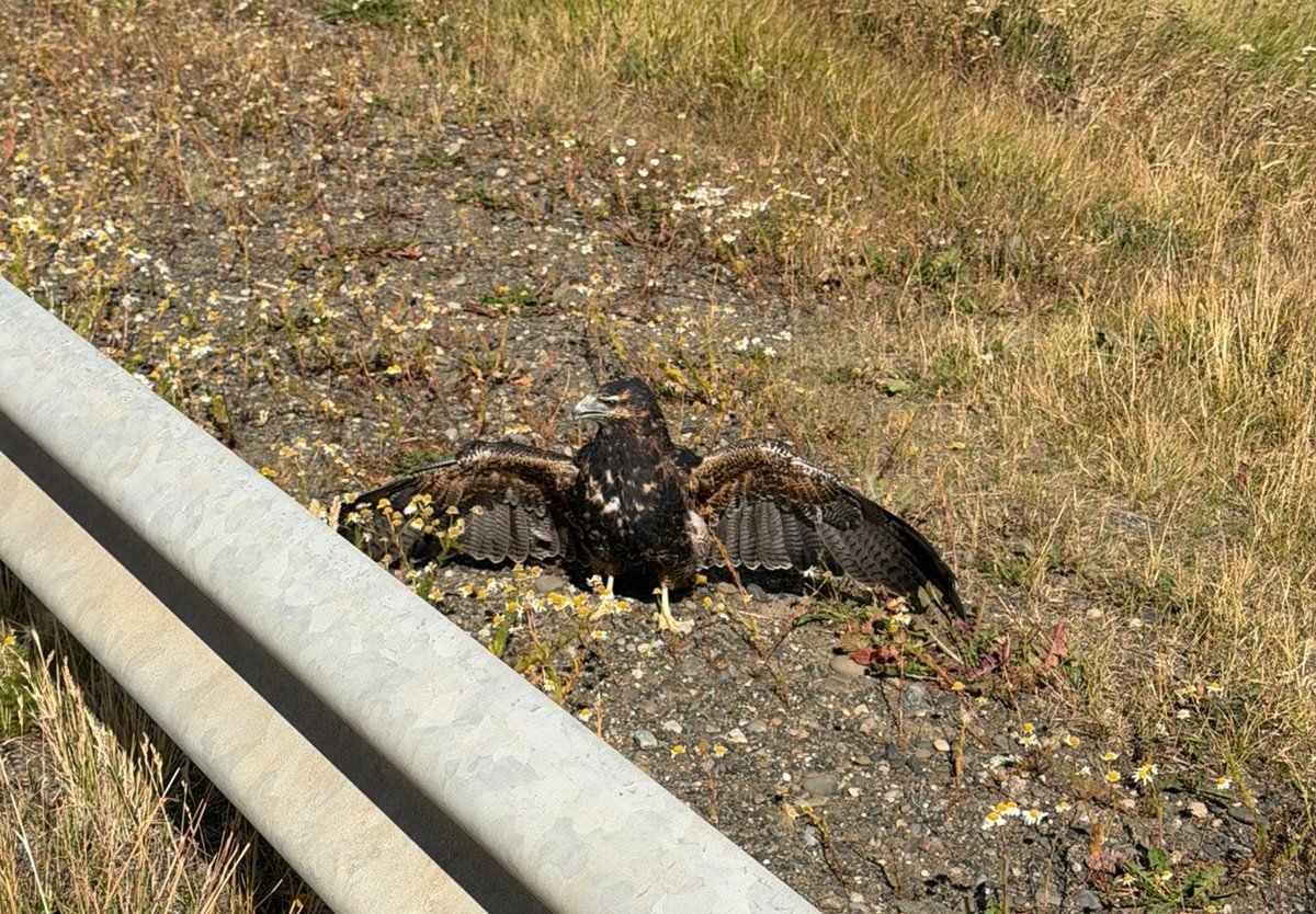 El Consejo Agrario realizó el rescate de un águila en Río Turbio 