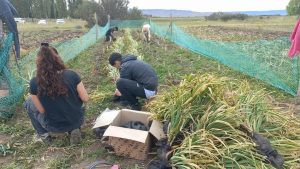 Proyecto “Selección genética de un nuevo cultivar de ajo en Santa Cruz”