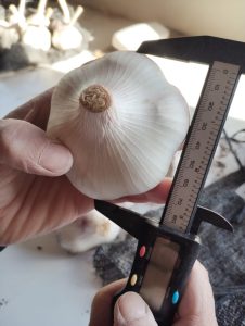 Proyecto “Selección genética de un nuevo cultivar de ajo en Santa Cruz”