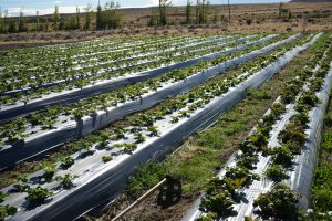 Ricci acompañó la agenda del gobernador en Perito Moreno