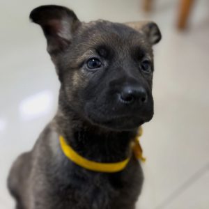 El gobernador Claudio Vidal anunció la incorporación de dos nuevos integrantes a la División Canes