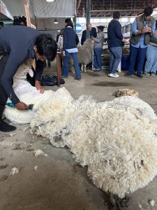 Expo Rural 2026: calidad genética y valor para nuestra lana