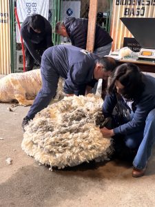 Expo Rural 2026: calidad genética y valor para nuestra lana