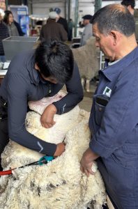 Expo Rural 2026: calidad genética y valor para nuestra lana