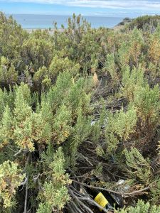 Cabo Vírgenes: El Consejo Agrario Provincial continúa con las tareas de limpieza para preservar nuestra reserva costera