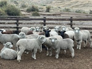 Garay recorrió la estancia y cabaña Cóndor para analizar desafíos del sector ovino