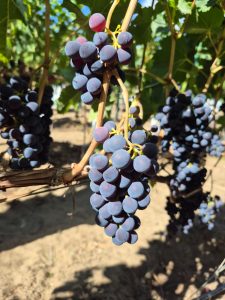 El CAP acompaña a productores vitivinícolas de Caleta Olivia