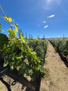 Avanza el proyecto del viñedo en Caleta Olivia