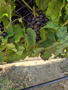 Avanza el proyecto del viñedo en Caleta Olivia