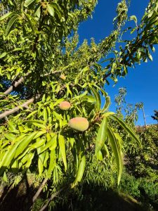 Consejo Agrario: Se realizó recorrida en una chacra productiva de Caleta Olivia