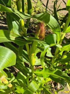 Consejo Agrario: Se realizó recorrida en una chacra productiva de Caleta Olivia