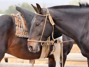 Unión y tradición en la jineteada de Caleta Olivia