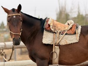 Unión y tradición en la jineteada de Caleta Olivia