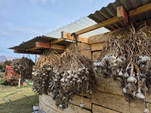 Los Antiguos: El Álamo es una chacra familiar que crece con trabajo y producción