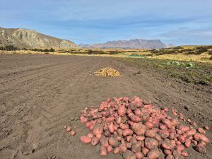 Los Antiguos: El Álamo es una chacra familiar que crece con trabajo y producción