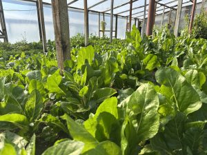 Fortalecen la producción hortícola familiar de la provincia