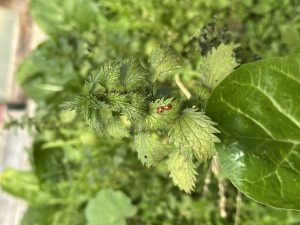 Fortalecen la producción hortícola familiar de la provincia