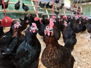 La Provincia acompaña el desarrollo de emprendimientos productivos locales