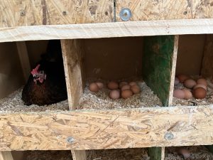 La Provincia acompaña el desarrollo de emprendimientos productivos locales