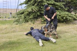 #SomosElEstado: Humano y can conforman un sólido equipo de seguridad