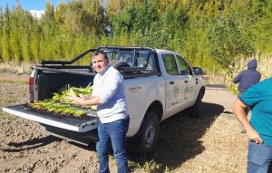 Perito Moreno: avanza el ensayo de maíces de ciclo corto con la cosecha de choclos