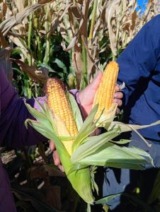 Perito Moreno: avanza el ensayo de maíces de ciclo corto con la cosecha de choclos