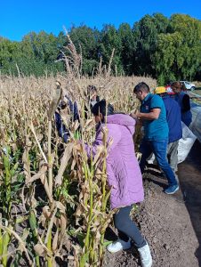 Perito Moreno: avanza el ensayo de maíces de ciclo corto con la cosecha de choclos