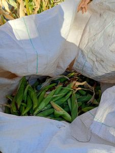 Perito Moreno: avanza el ensayo de maíces de ciclo corto con la cosecha de choclos