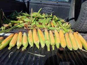 Perito Moreno: avanza el ensayo de maíces de ciclo corto con la cosecha de choclos