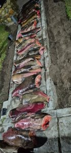 Operativo conjunto contra la pesca ilegal en Santa Cruz